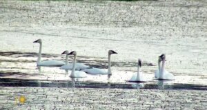 Natureza: Cisnes Trompetistas em Minnesota