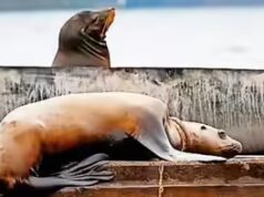 Equipe corre contra o tempo para salvar um leão marinho emaranhado na Colúmbia Britânica