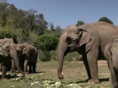 The Uplift: Elefantes, cães, aranhas-robôs