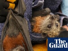 Raposas voadoras morrem aos milhares no pior evento de mortalidade em massa desde o verão negro da Austrália