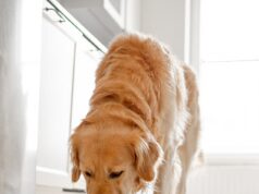 Alimentos luxuosos e modernos para animais de estimação podem dar aos cães uma pegada de carbono maior do que a de seus donos, diz especialista