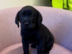 A família se reencontra com seu cachorrinho de seis semanas depois de caçar o cachorro e encontrar o labrador roubado a 270 quilômetros de distância