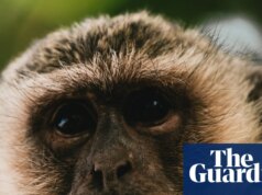 Moradores de St Louis relatam macacos perambulando pelas ruas da cidade