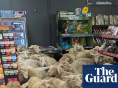 Sobre o cordeiro: 50 ovelhas fogem do rebanho e invadem supermercado alemão