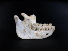 Fósseis encontrados em caverna esclarecem onde nossa espécie surgiu