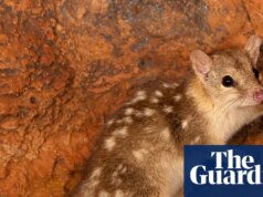 O habitat de espécies ameaçadas de dez portos de Sydney foi aprovado para destruição em 2025, conclui o relatório