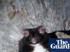 O ex-ministro do Trabalho de NSW condena a Forestry Company depois que grandes ‘árvores de covil’ de planadores foram encontradas no native planejado de extração de madeira