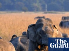 Busca por elefante com uma única presa após 22 mortos em violência na Índia