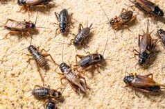 Agricultores franceses bloqueiam portos por causa do polêmico acordo comercial da UE (VÍDEO)