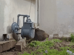 Urso de 550 libras finalmente despejado de casa na Califórnia depois que estratégia bizarra encerra provação de um mês