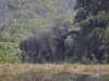 Elefante furioso mata 20 pessoas, incluindo crianças, na Índia