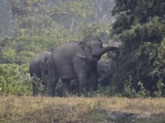 Elefante furioso mata 20 pessoas, incluindo crianças, na Índia