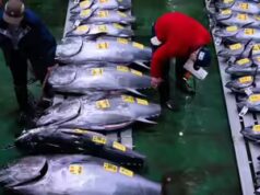 O atum foi vendido por US$ 3,2 milhões e aconteceu antes do café da manhã em Tóquio